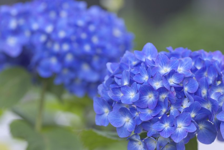 紫陽花の季節