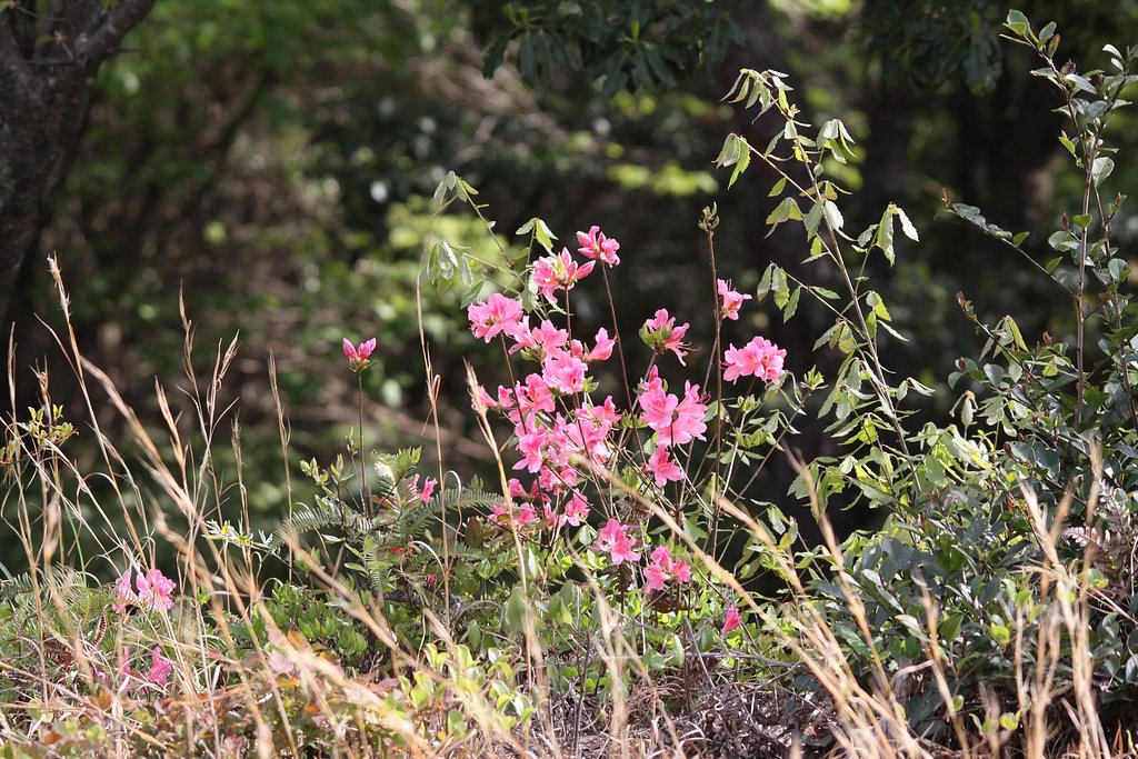 里山の花、ツツジⅢ