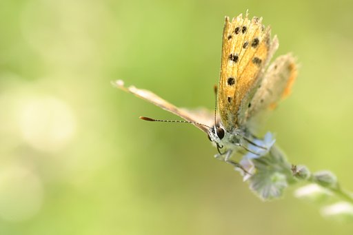 明日に向かって
