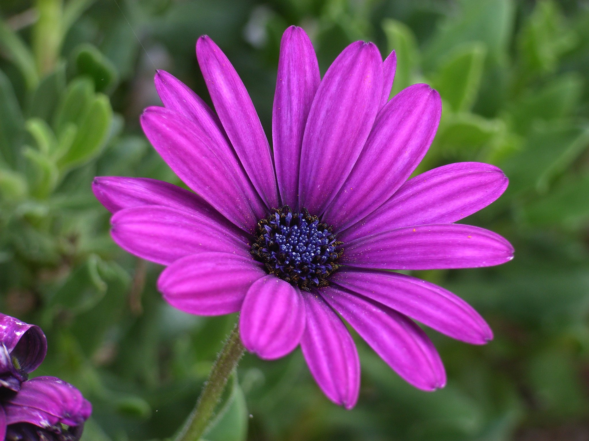 赤紫色の花