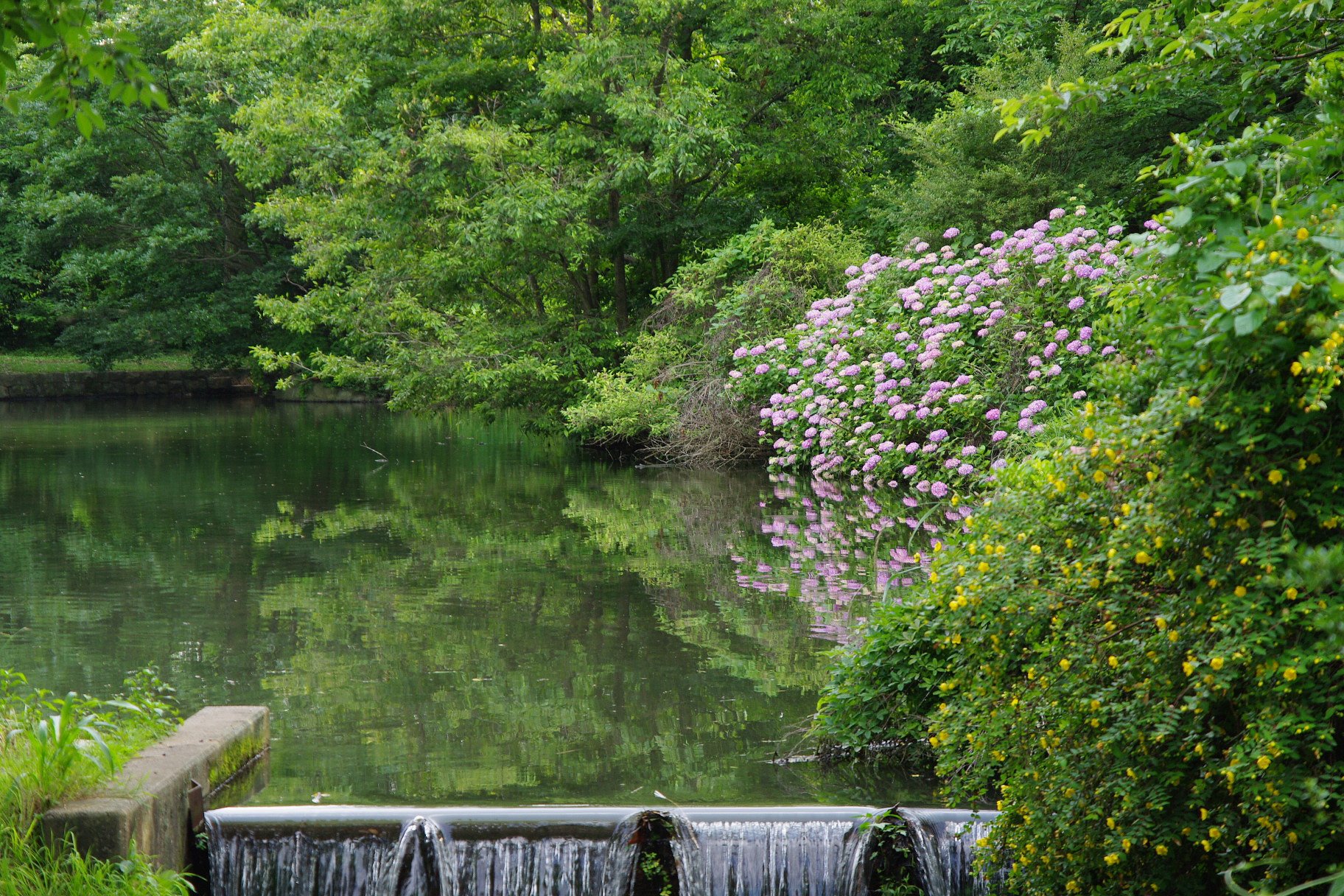 アジサイがある風景