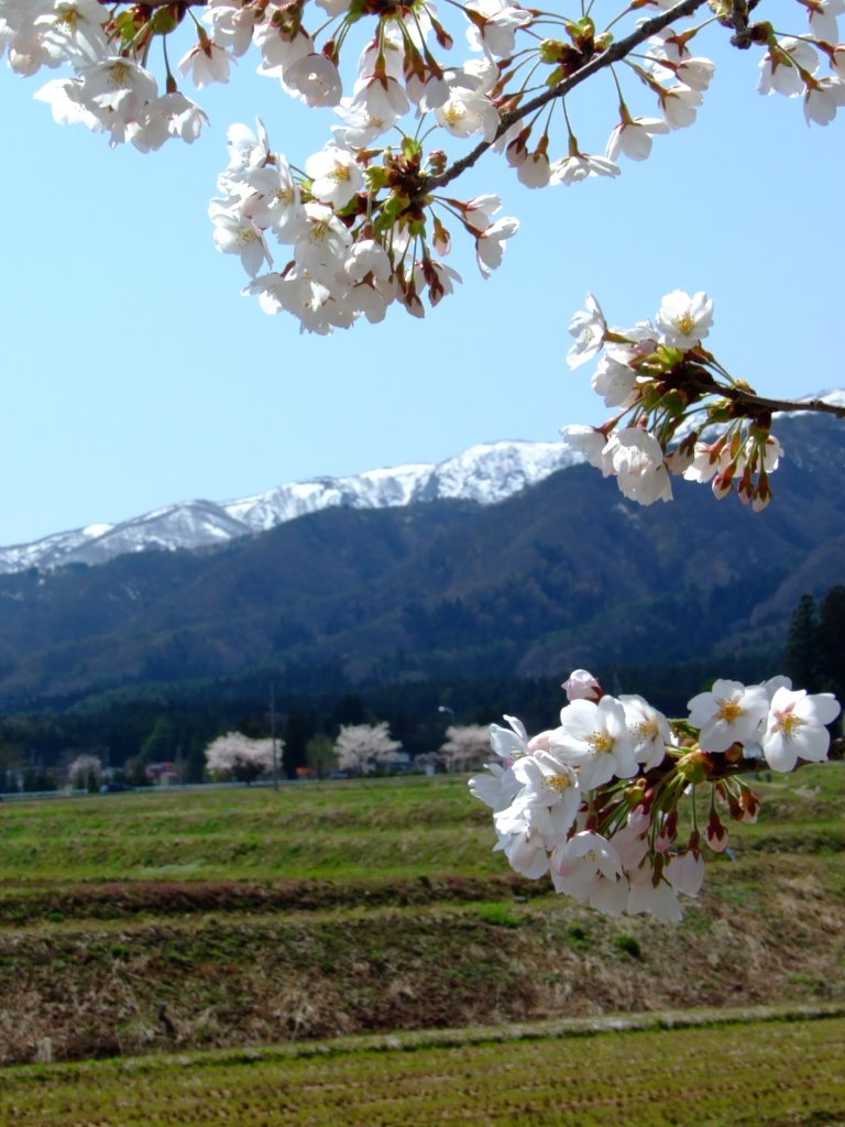 田舎のさくら