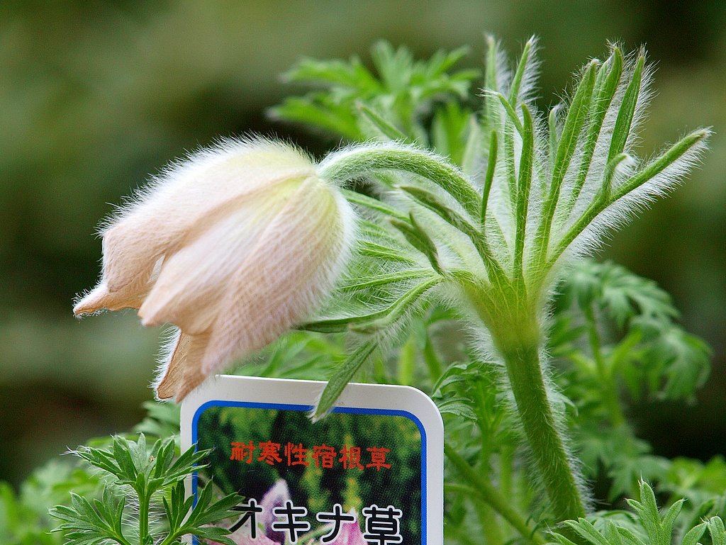オキナソウの蕾