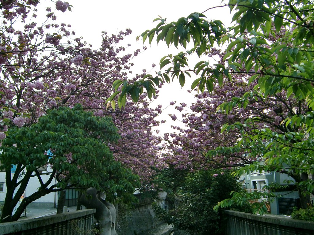八重桜が満開１