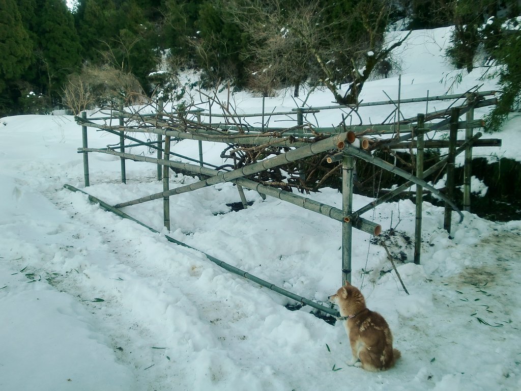 ななせ、猪の見張り