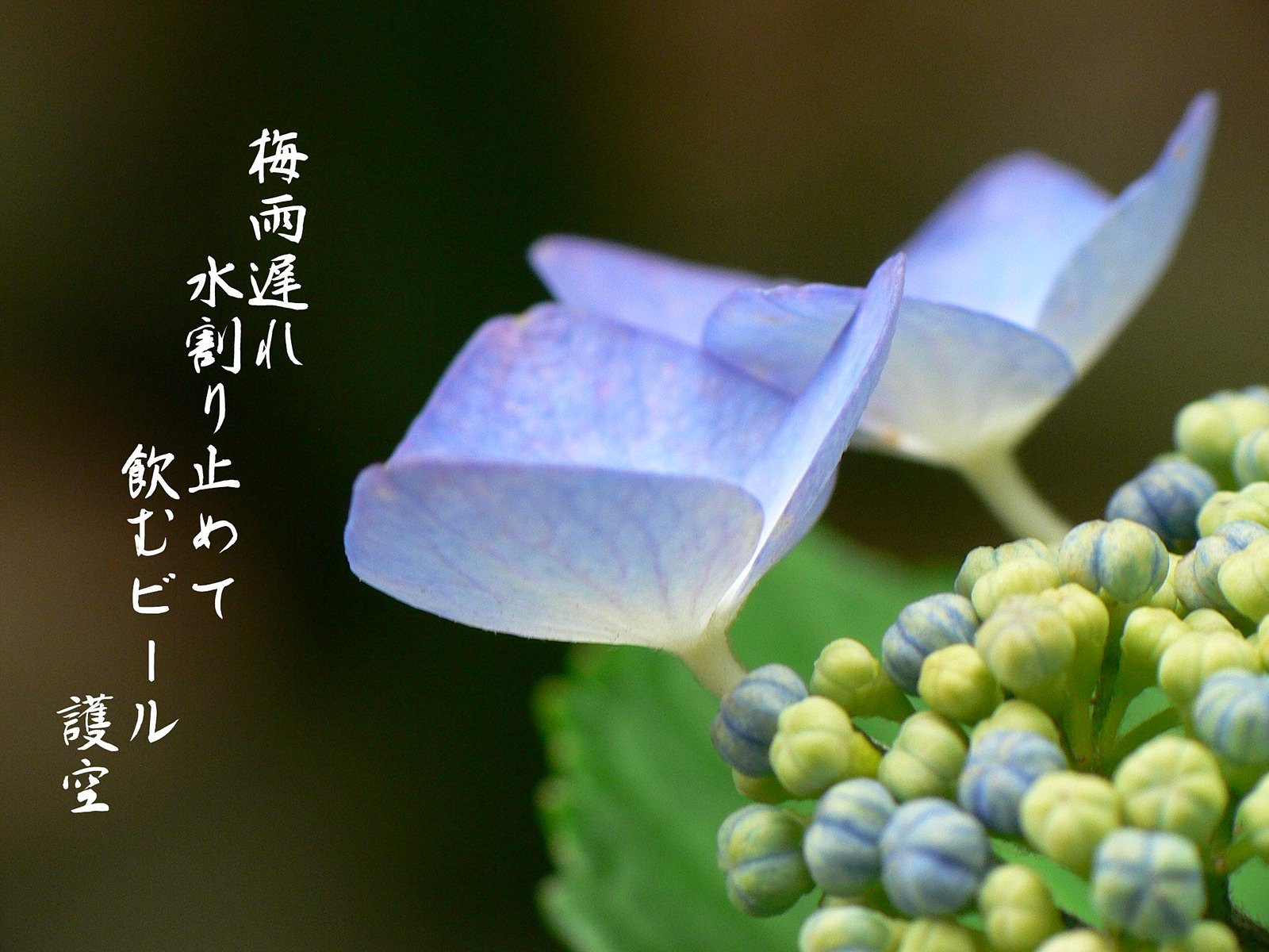 【写川柳】水不足
