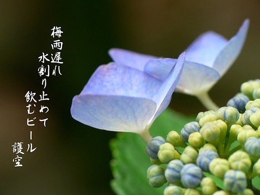 【写川柳】水不足