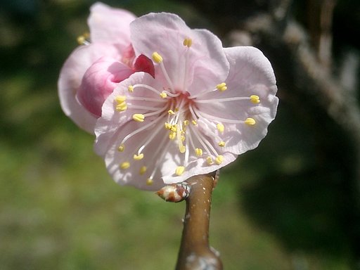 ”あんずの花”