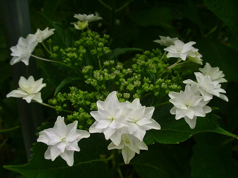 墨田の花火