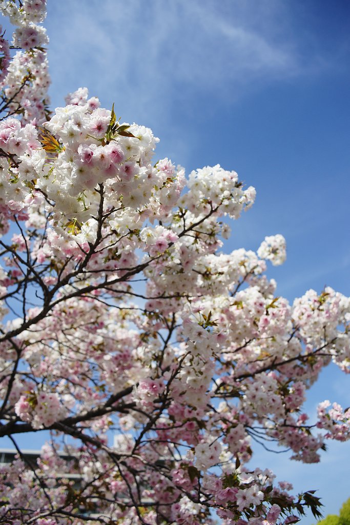 CONTAX Distagon 2.8/28 T*