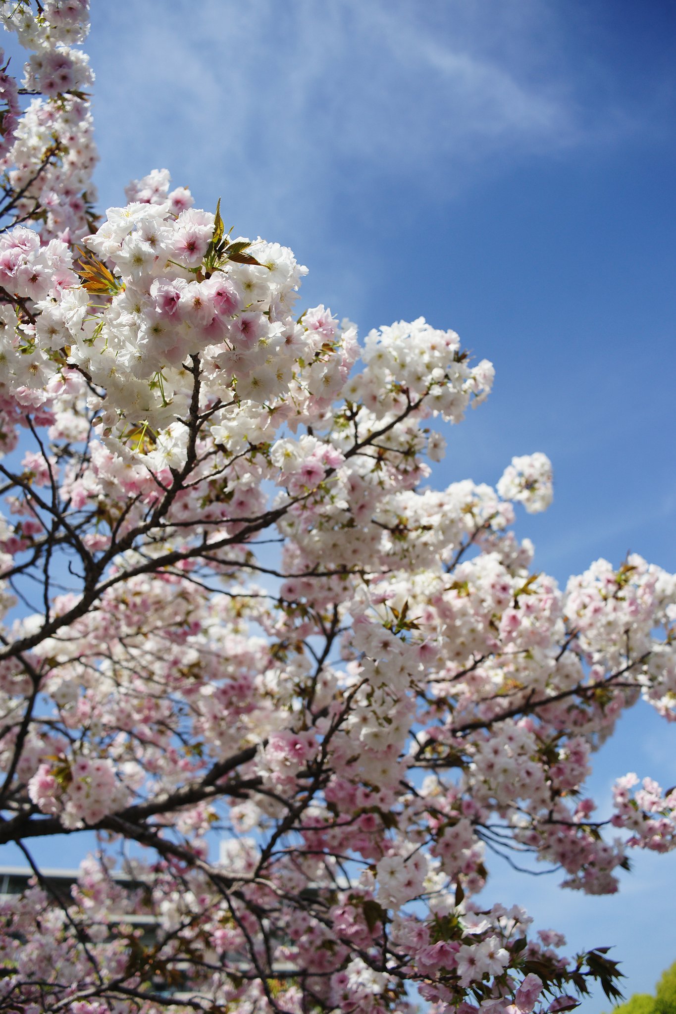 CONTAX Distagon 2.8/28 T*
