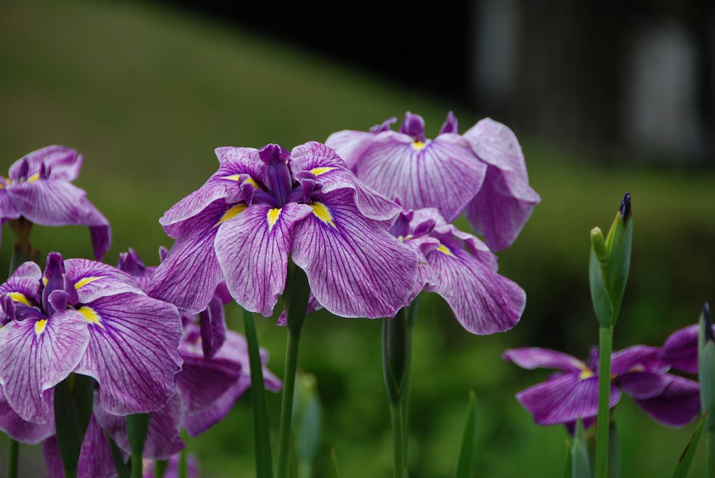 花菖蒲