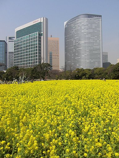 浜離宮の菜の花畑