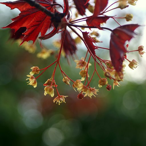 もみじの花咲く頃♪