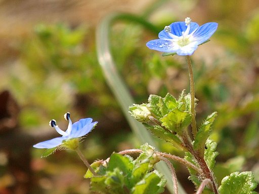 【ザ・ワールド】野草