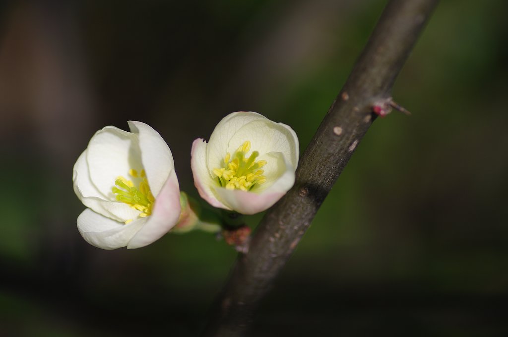 たぶん木瓜の花