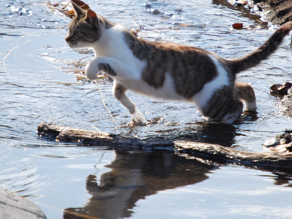 水も滴る猫(=^・^=)