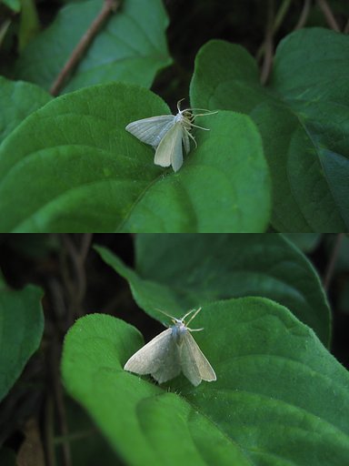 眠るシャクガ