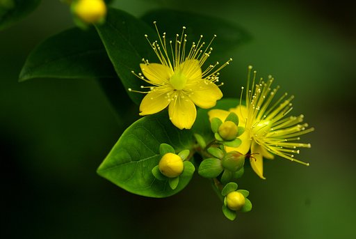 藪に華やか