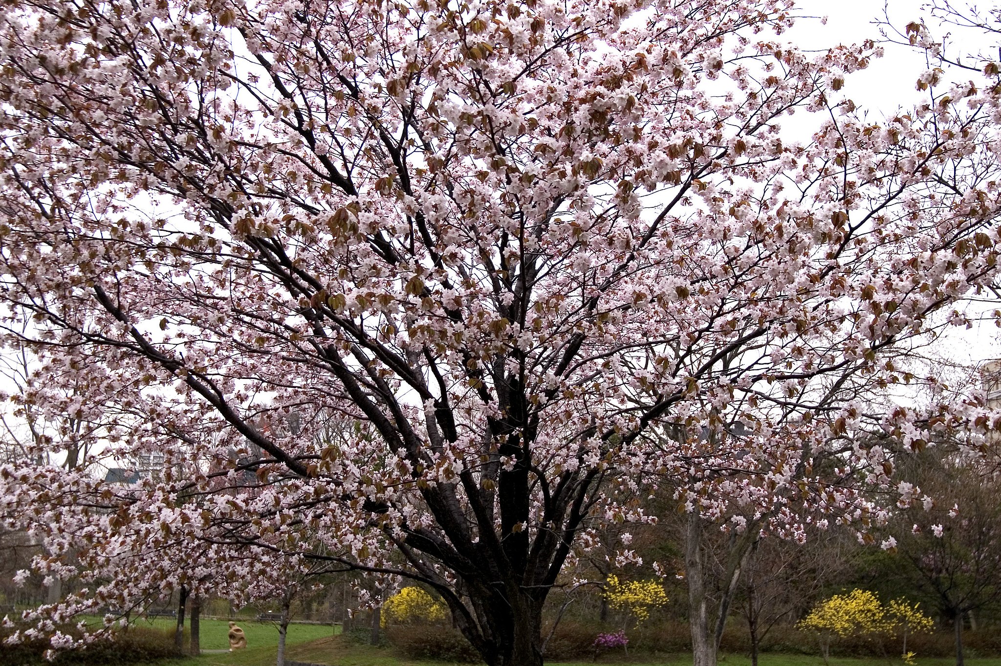 速報！！（桜さく2）