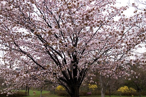 速報！！（桜さく2）