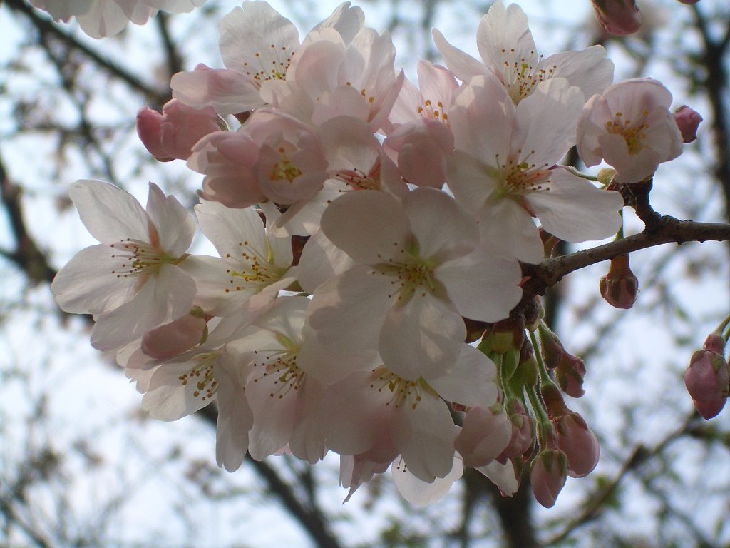 華やかです。