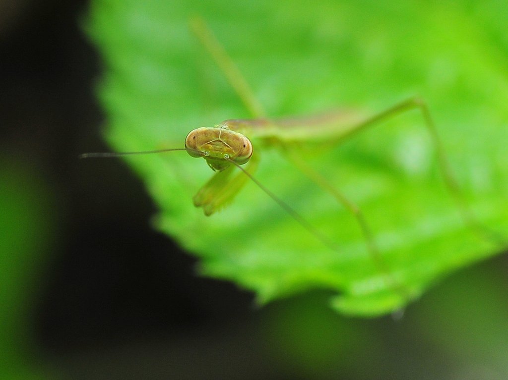 おれはカマキリ