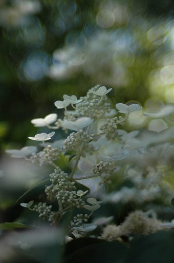 AIニッコール 35ｍｍ　ｆ1.4ｓ