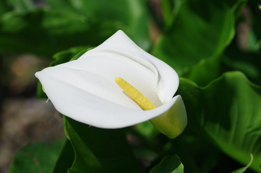 この花の名は