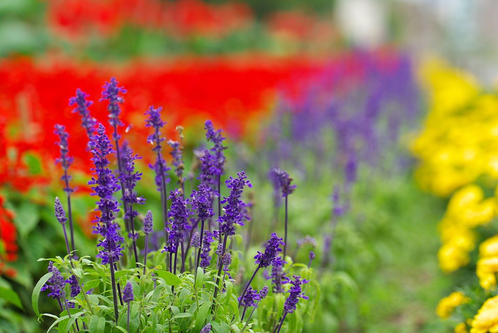 道ばたの花畑