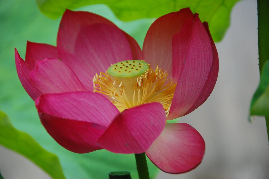 花蓮