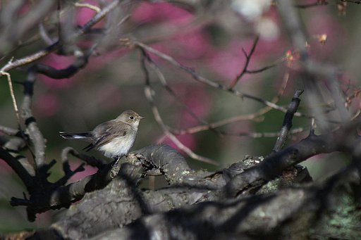 梅にオジロビタキ
