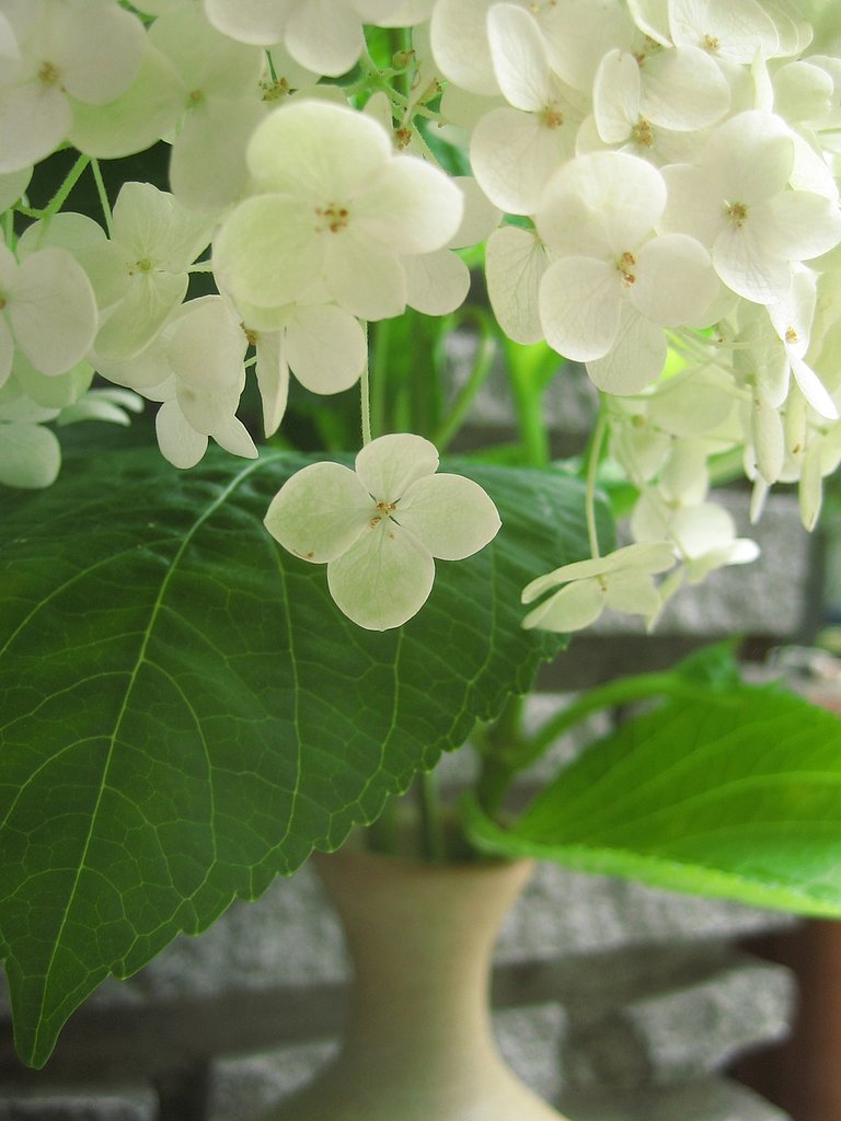花瓶の紫陽花「アナベル」