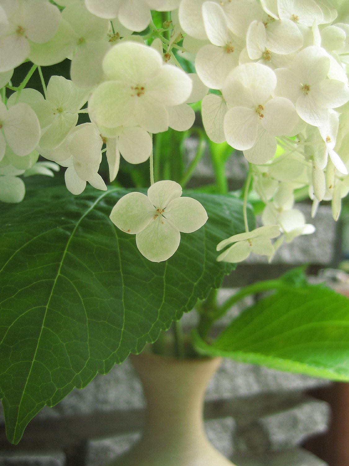 花瓶の紫陽花「アナベル」