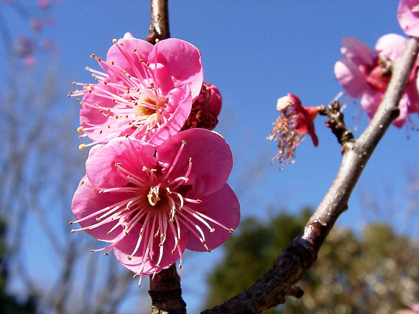★ウメの花くらべ-06 大盃