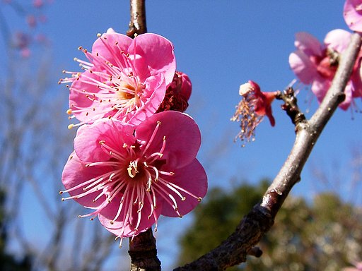 ★ウメの花くらべ-06 大盃