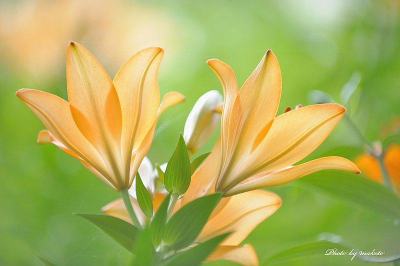 シンメトリー
