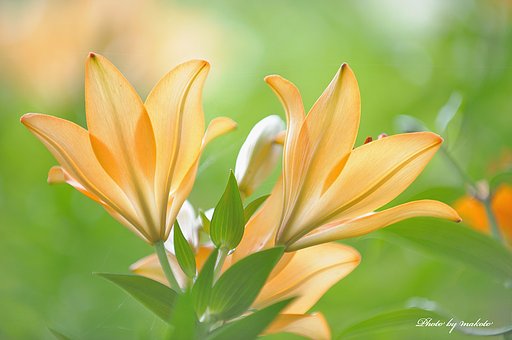 シンメトリー