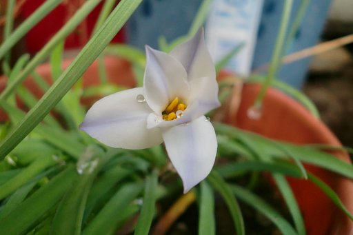 花ニラ