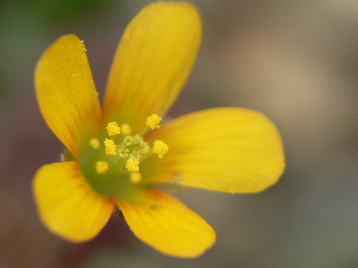 蕊の形