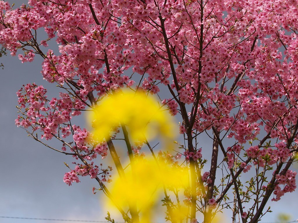 桜・満開