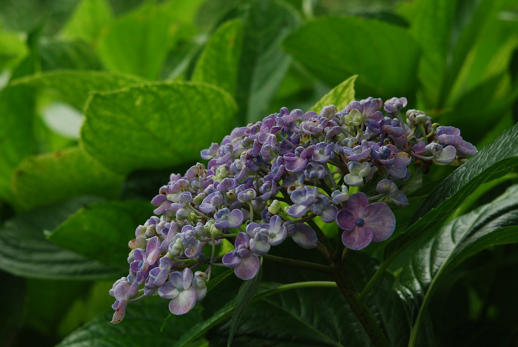 蘆花公園の紫陽花