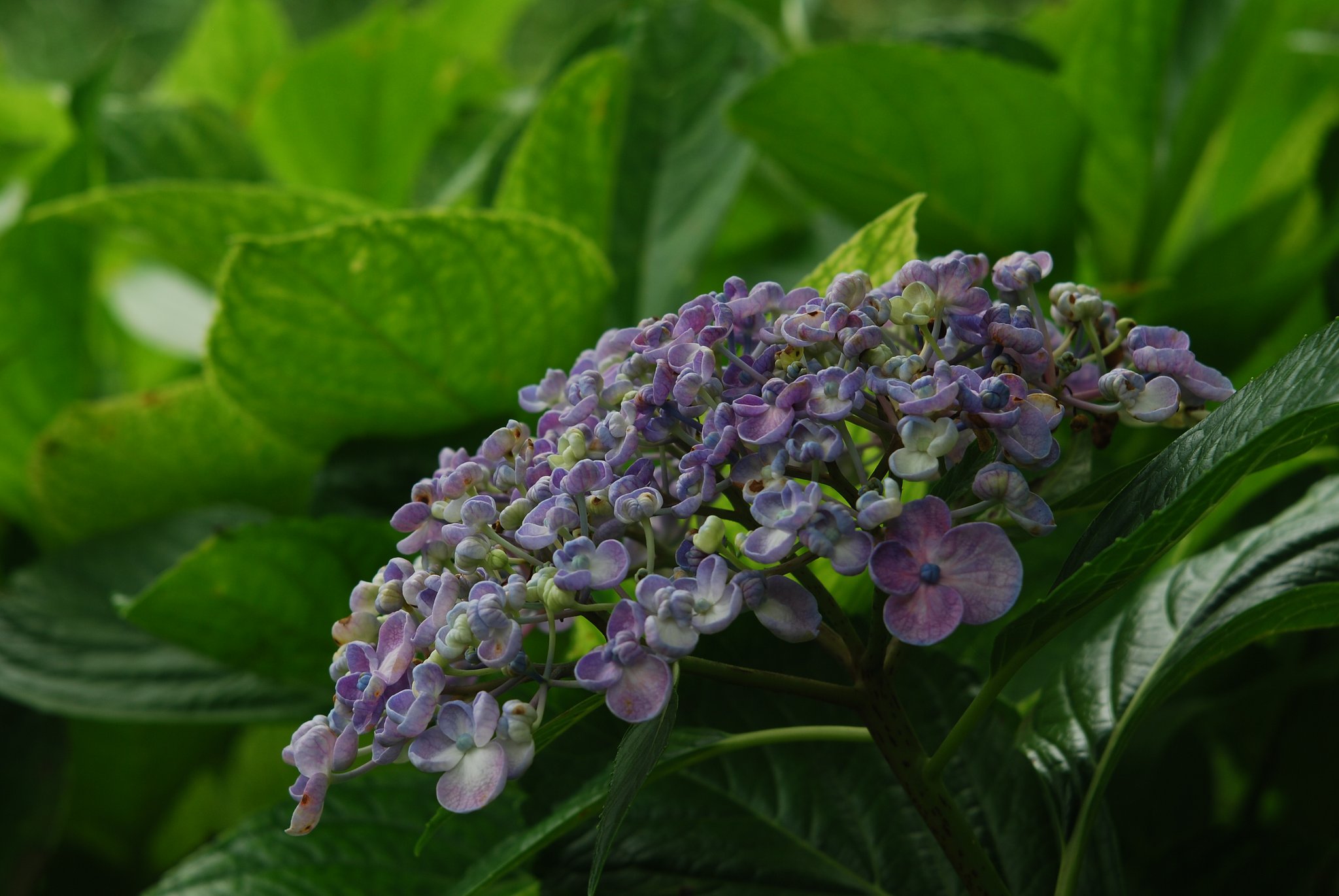 蘆花公園の紫陽花