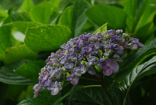 蘆花公園の紫陽花