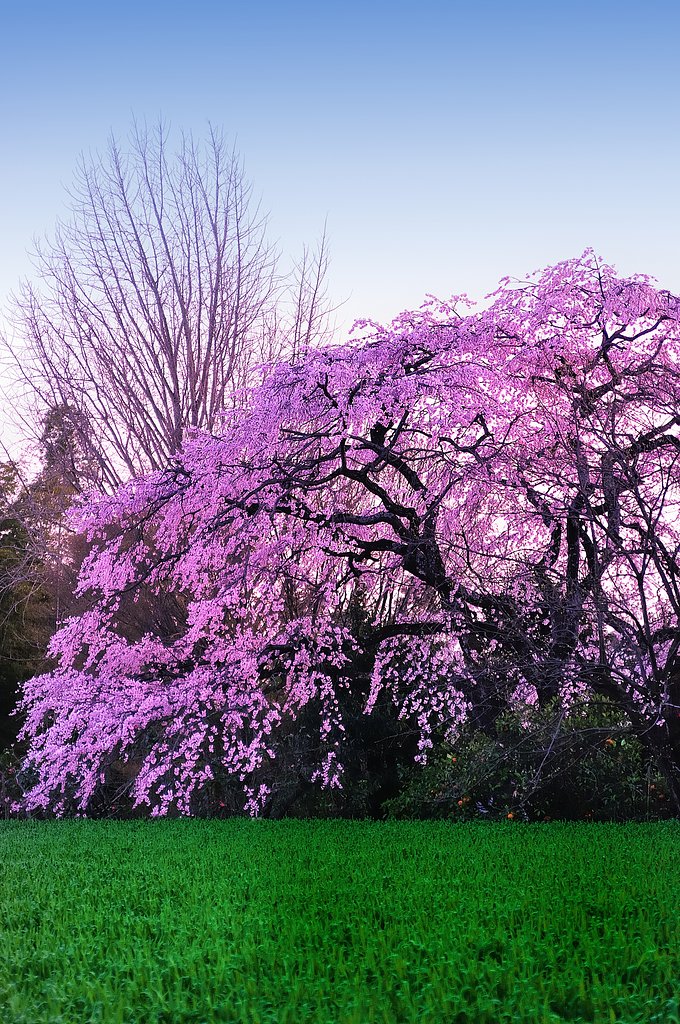 しだれ桜