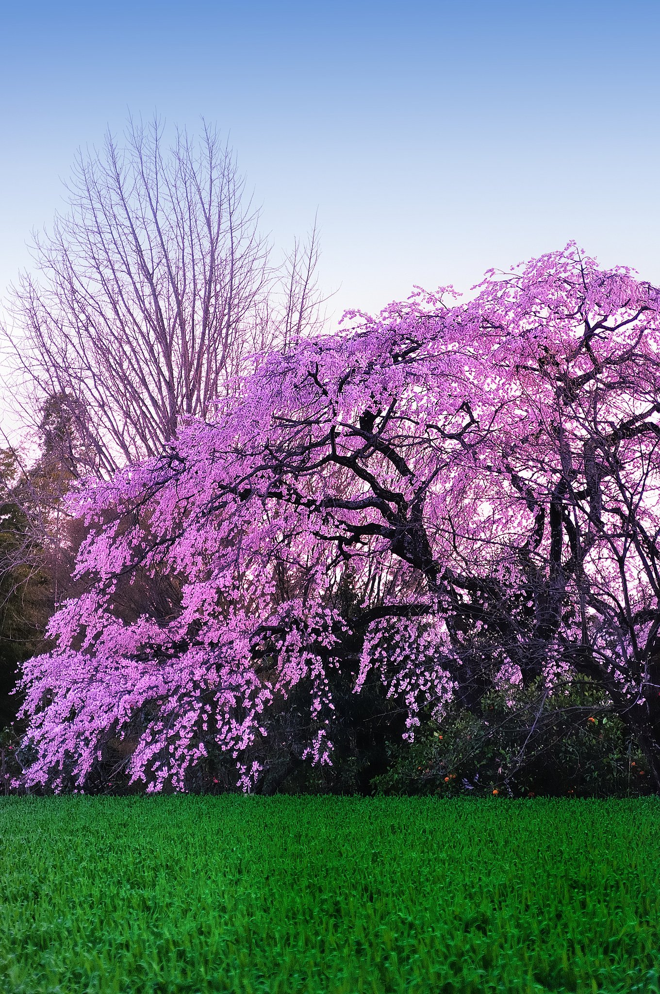しだれ桜