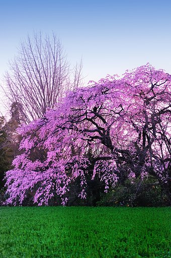 しだれ桜