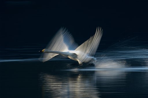 飛躍