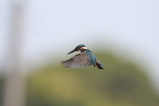 カワセミのホバリング２（横向き）