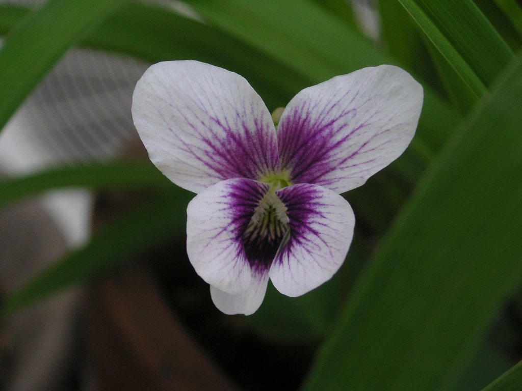 紅花パンダ